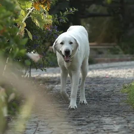 Hotel Olive Farm Of (adults Only) Datca