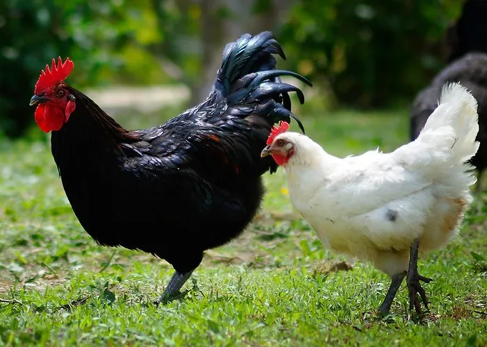 Olive Farm Of (adults Only)