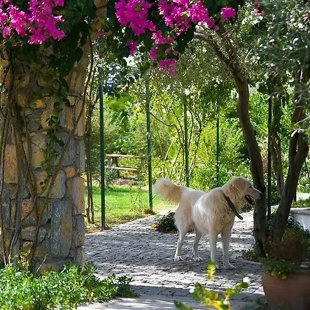 Olive Farm Of (adults Only) Szálloda Datça