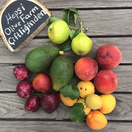 Szálloda Olive Farm Of (adults Only)