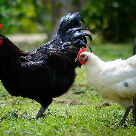 Olive Farm Of (adults Only)